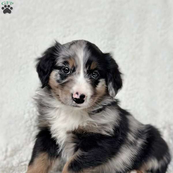 Atlas, Miniature Australian Shepherd Puppy